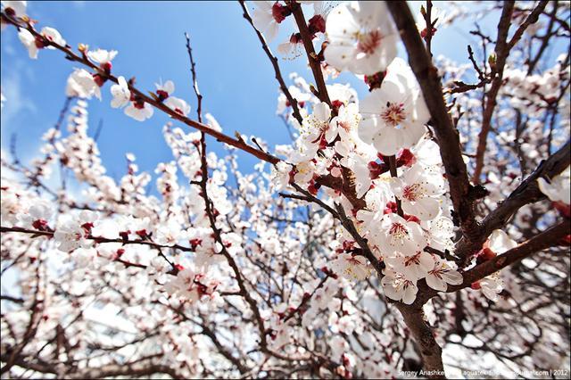 spring apricot