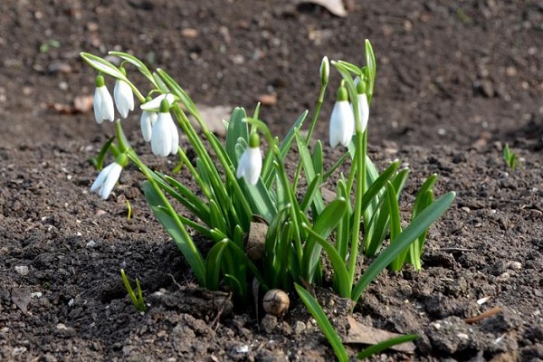 snowdrops